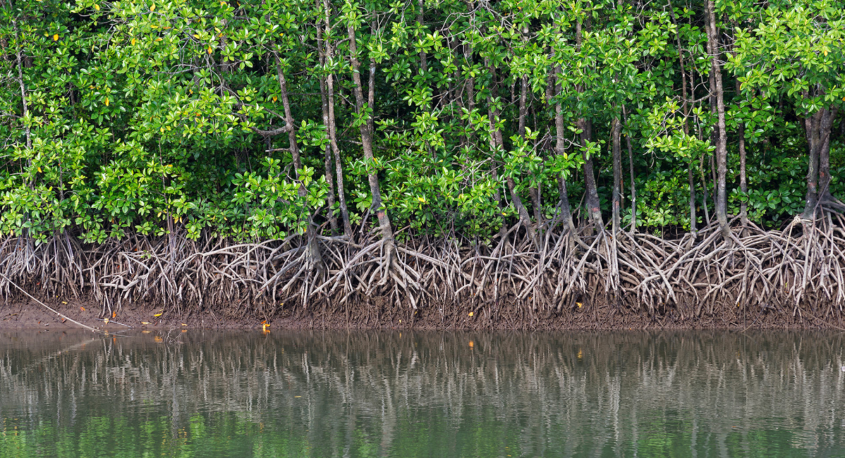 Mangrovie ecosistema
