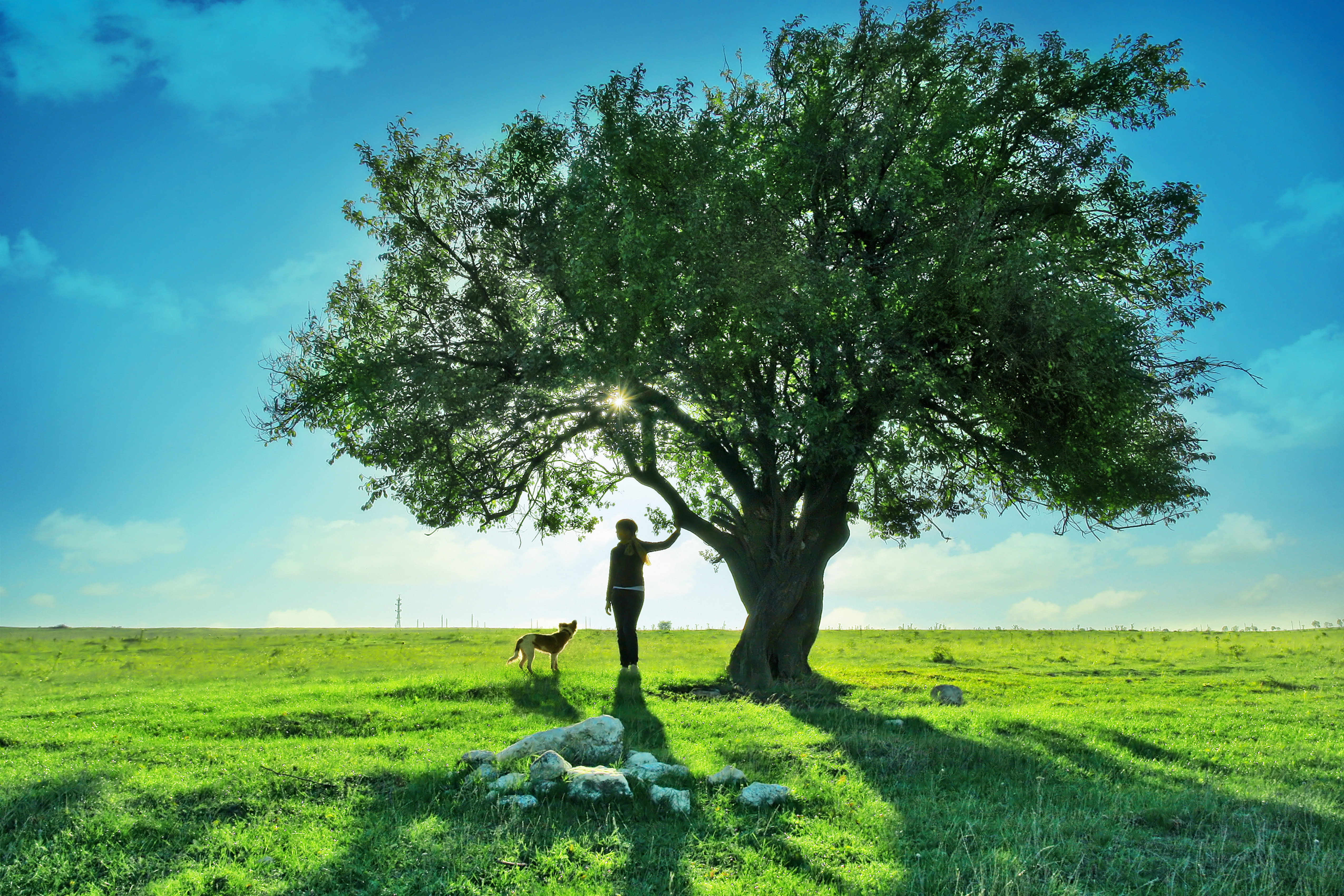 Natural tree. Красивое дерево. Природа деревья. Пейзаж с деревьями. Летнее дерево.