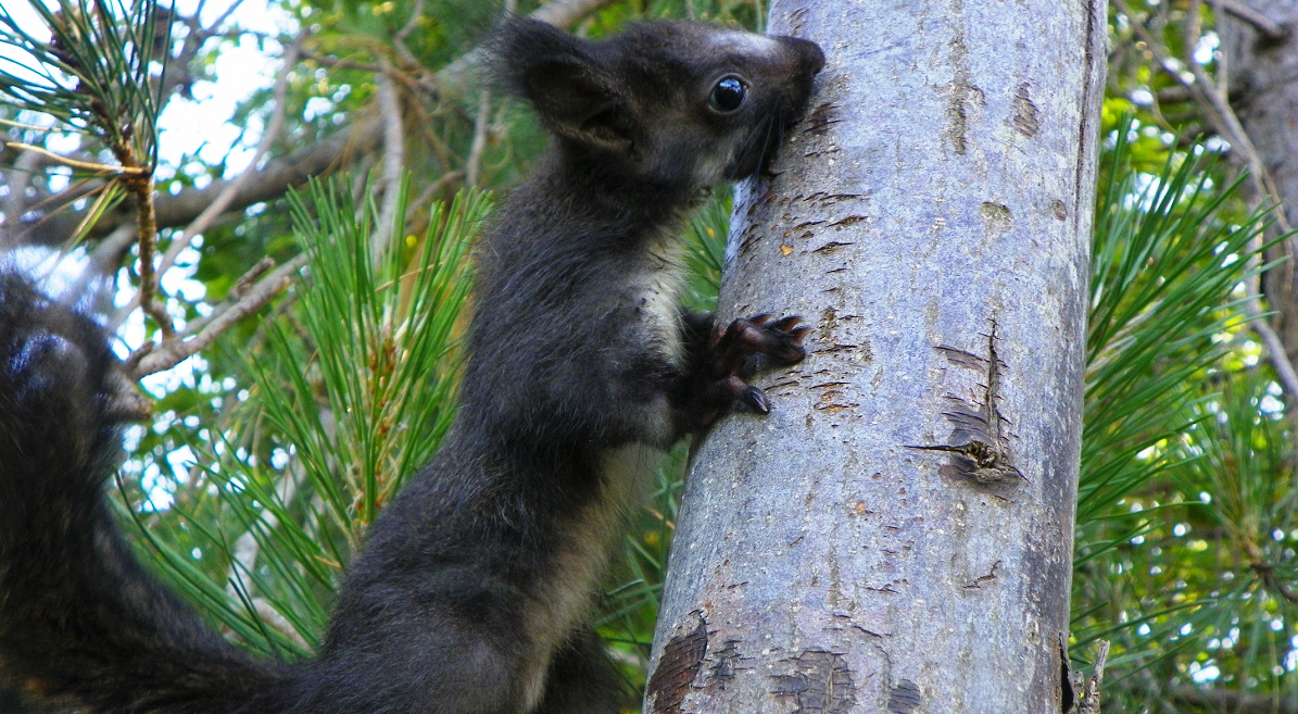 Scoiattolo meridionale