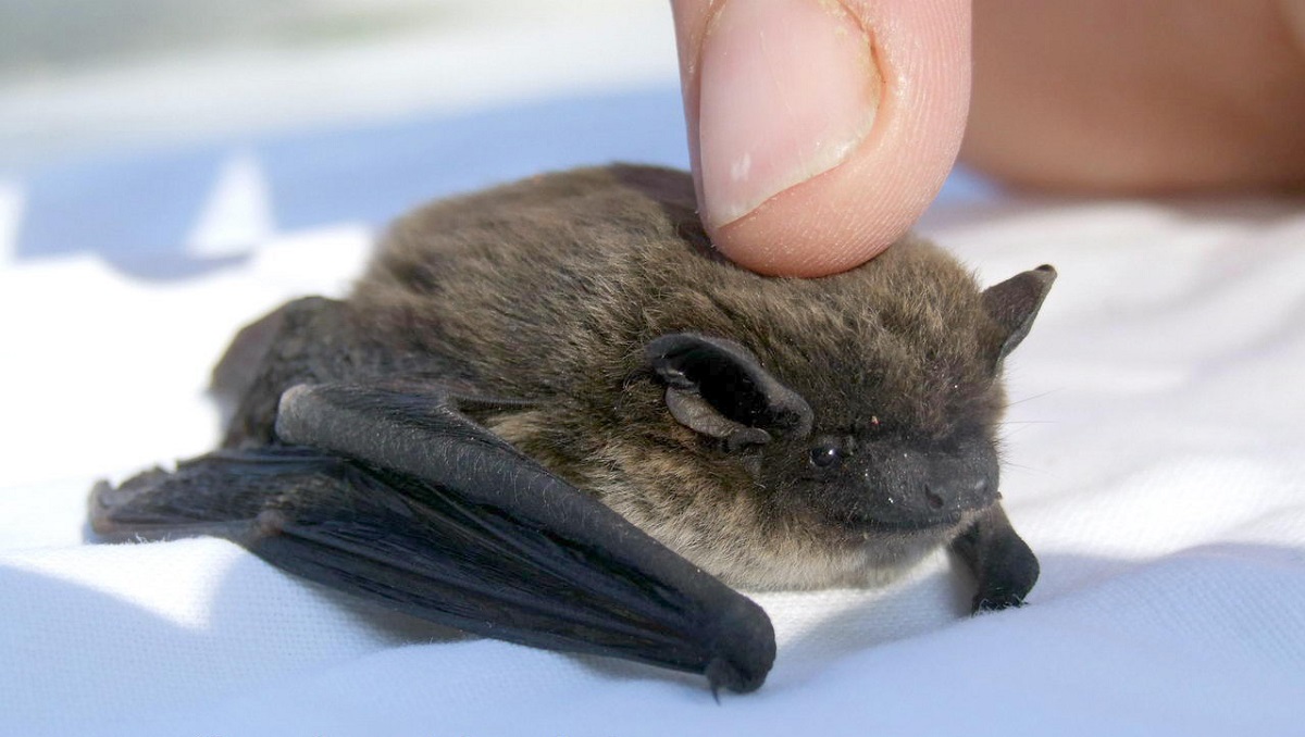 pipistrelli