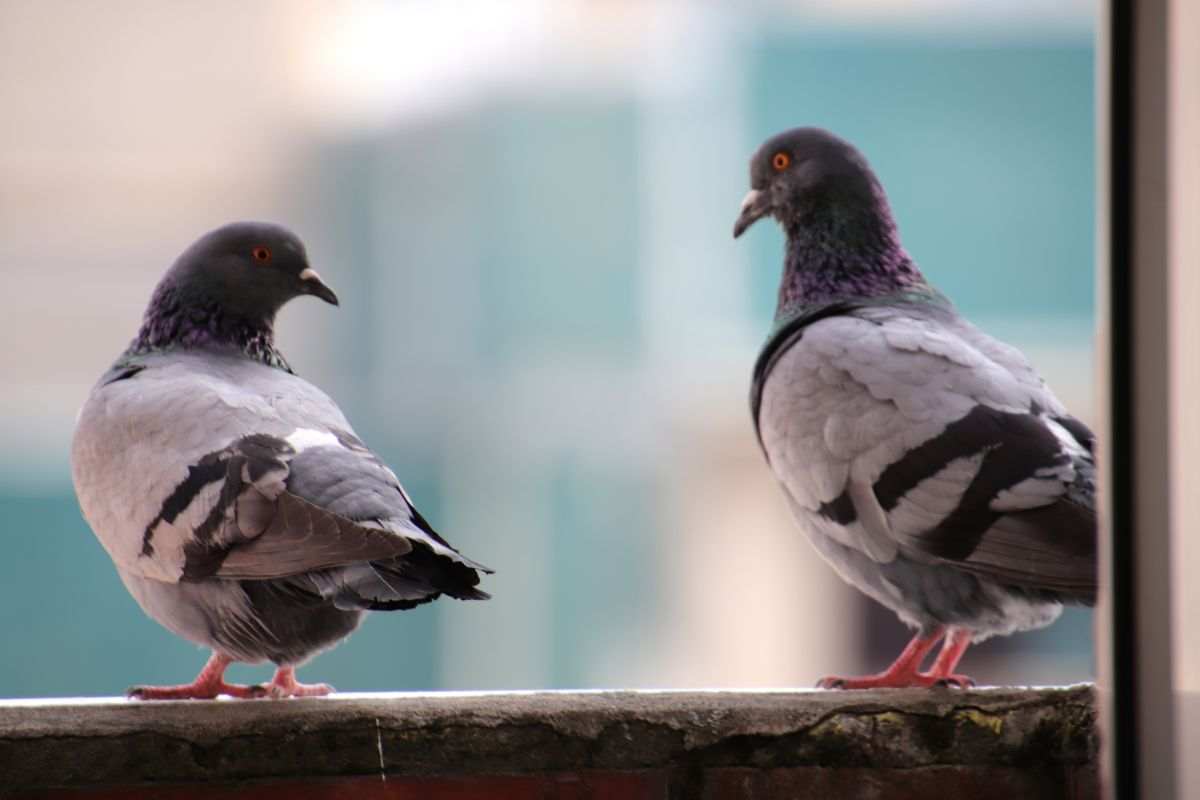 Rimedi per allontanare i piccioni