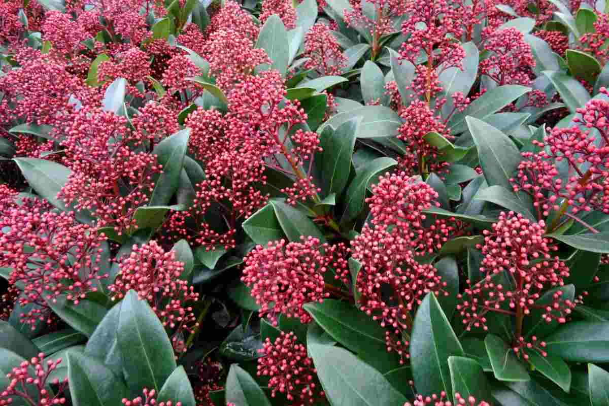 3 piante da balconi per l'inverno