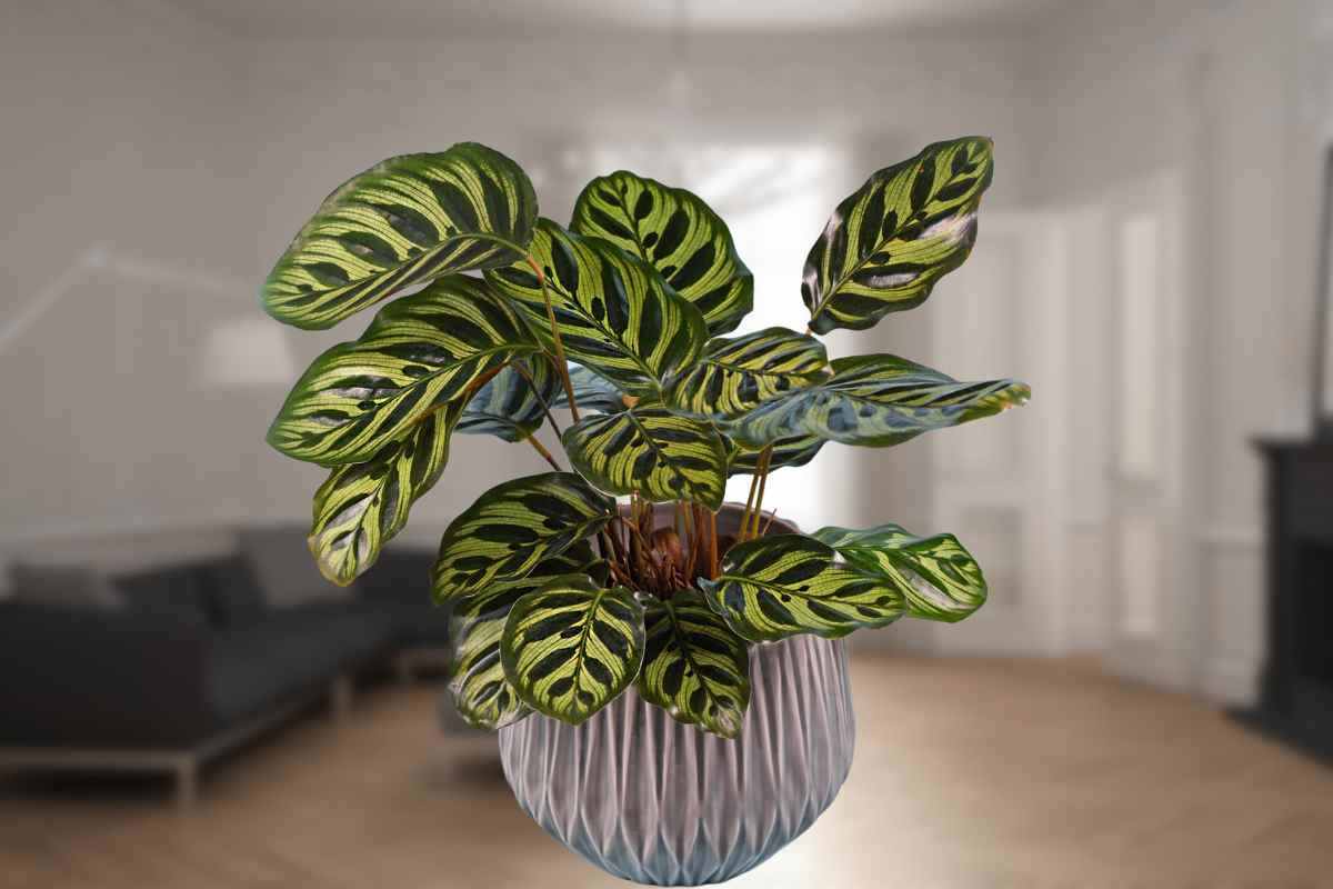 sette piante anti muffa