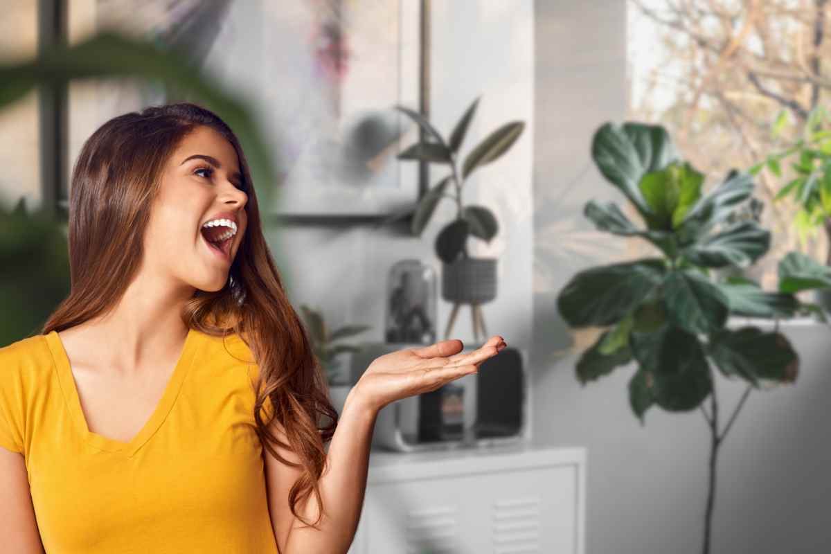 sette piante anti muffa