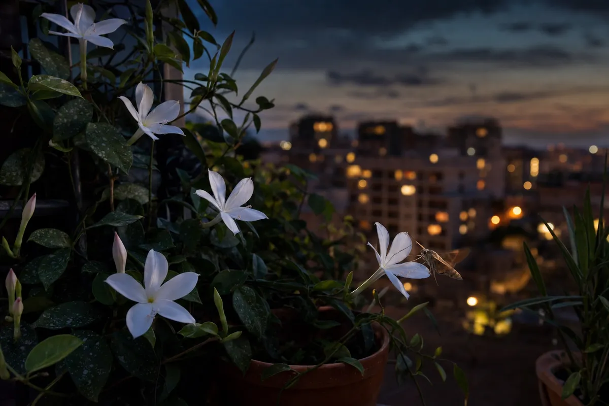 Fiori bianchi notturni su un balcone al crepuscolo, con una falena vicino ai petali e luci della città sullo sfondo