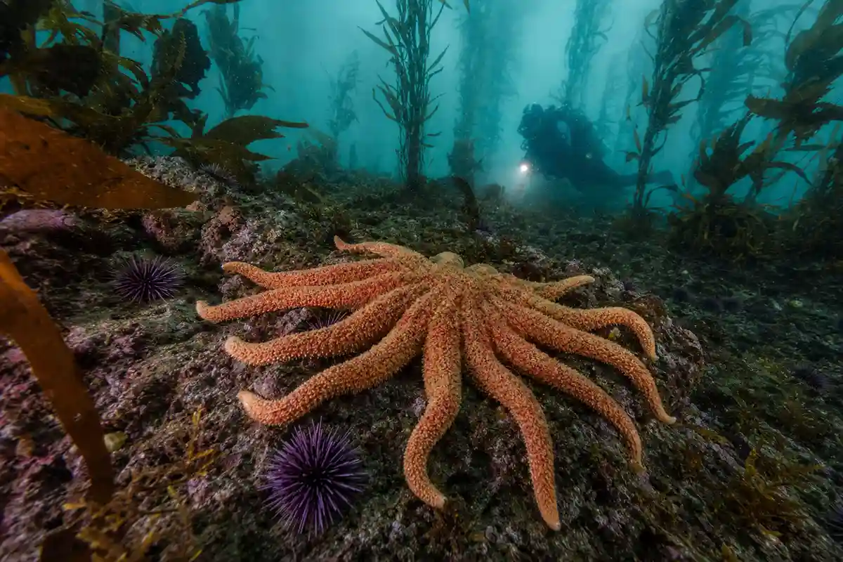 Grande stella marina girasole su fondale roccioso in foresta di kelp, con ricci viola e sub sullo sfondo